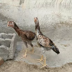 Taşkent maki