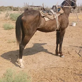 Korpe