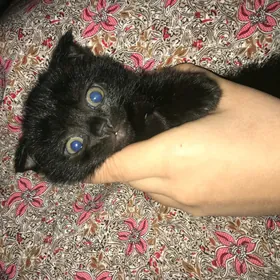 Шотландские котята и Кошка