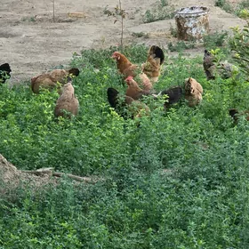towuk guzlayan