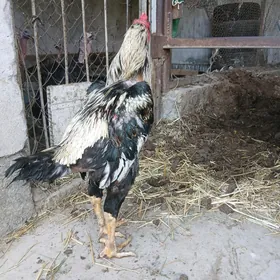 хораз
