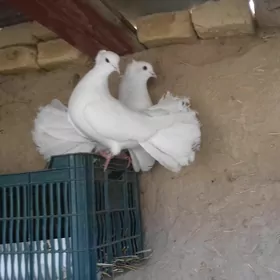 КЕПТЕР