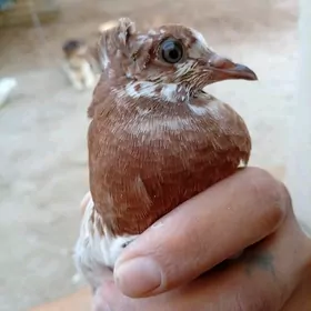 Kepderi