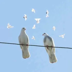 Kepderi