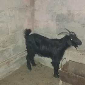 Dow geçi we urkaçy cewişler