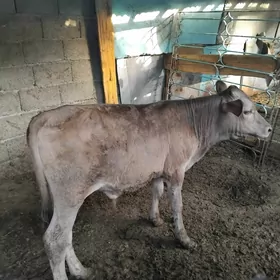 Tohum göleler