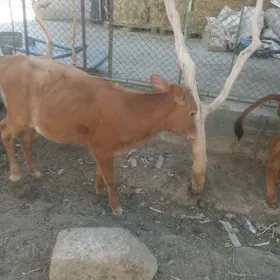 göleli sygyr 5 sany