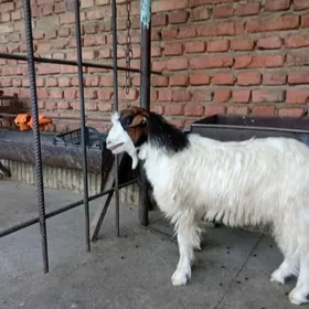 teke cewiş
