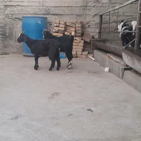 cewys