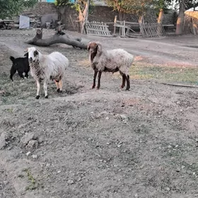 Goç