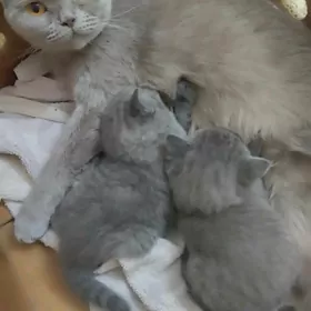 домашние животные