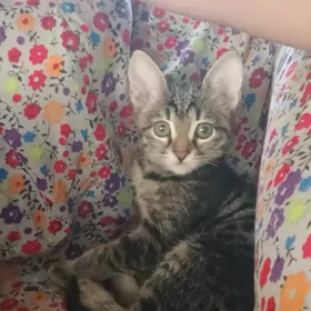 Кошка