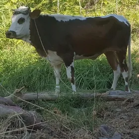 Tüwe