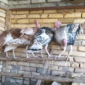 erkek induklar ýaşajyk
