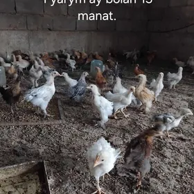 juyje
