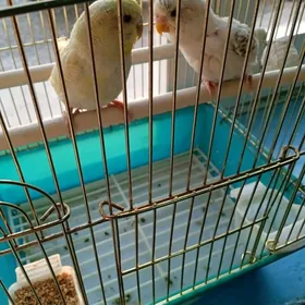 Pobugay