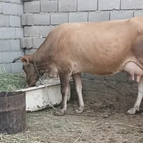 GOLELI SYGYR