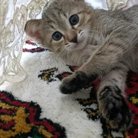 котята в добрые руки!
