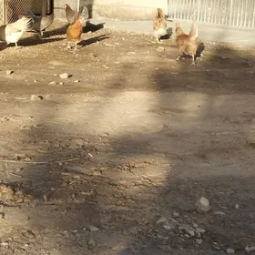 товук