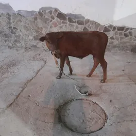 okuzca
