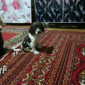 охотний собака