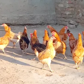 towuk tejen paroda