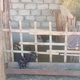 Çewiş