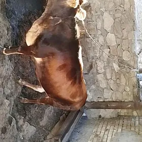 sygyr