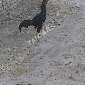 horaz