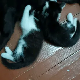 OÖý pișikleri