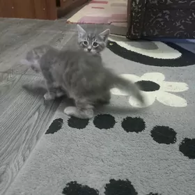 котята