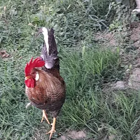 Horaz