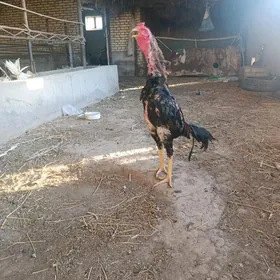 horaz