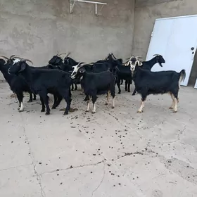 geçi