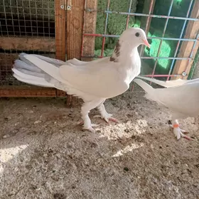 Kepderi