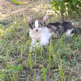 pişik