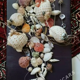 Ракушки