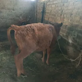 goleli sygyr