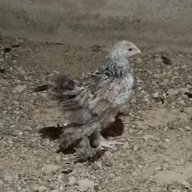 kurk juyje brama,karlik ba