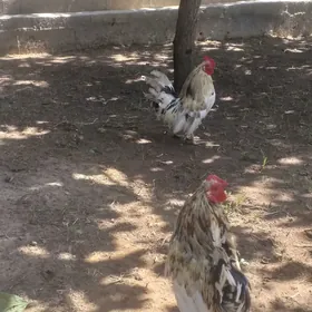 karlik Horaz
