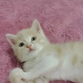 Pişik/ Котенок
