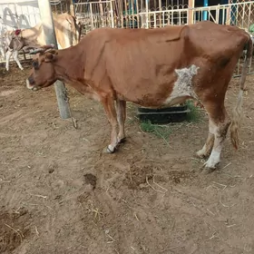 gysyr sygyr