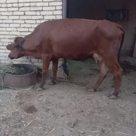 gysyr sygyr
