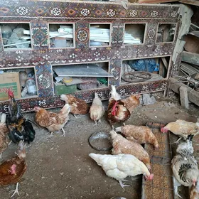tawuk