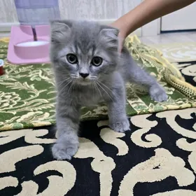 Pişik