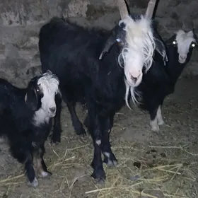 Owlakly geçi