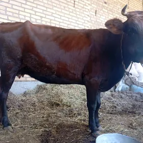 Bogaz sygyr