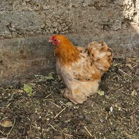 kokinhini karlik