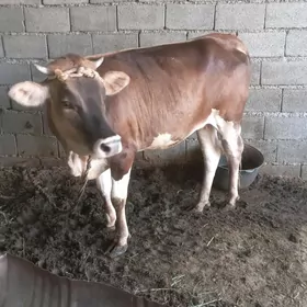 Tuwe 1,5. yaşan