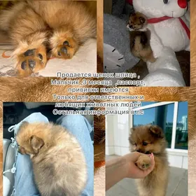 Щенок порода шпиц срочно